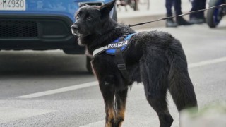 cane poliziotto antidroga