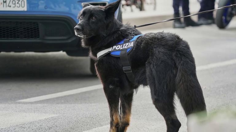 cane poliziotto antidroga