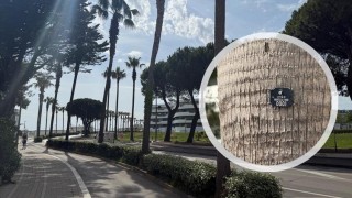 censimento alberi Montesilvano Spiaggia