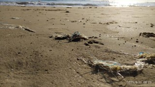 La stagione balneare è al termine. Lascia cumuli di fili di plastica tra la sabbia e in mare