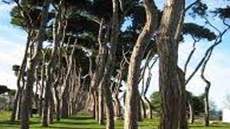pineta