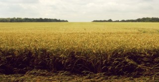 Dall Europa fondi per incentivare l agricoltura in Abruzzo