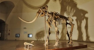 MAMMUT L'Aquila - Mammuthus Meridionali
