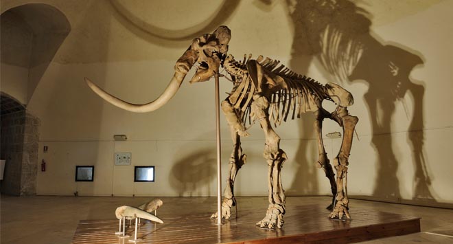 MAMMUT L'Aquila - Mammuthus Meridionali