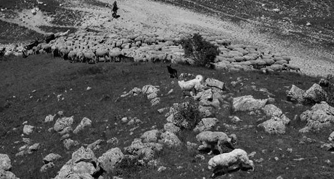tratturo - pastori abruzzesi