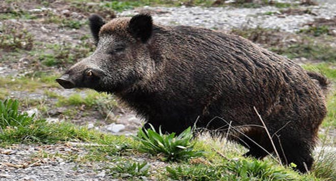 cinghiale