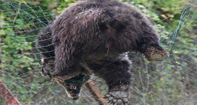 orso che scavalca rete