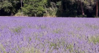 lavanda in fiore