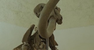 mammut