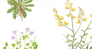 piante botaniche