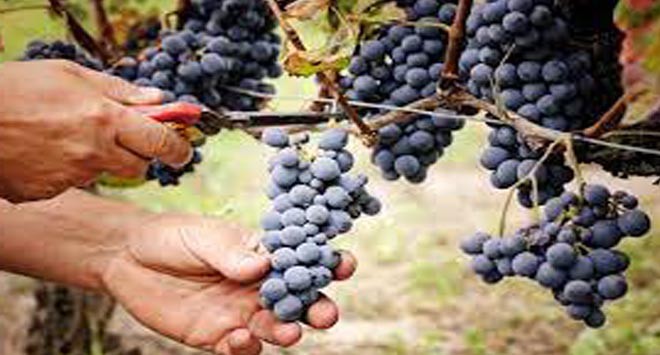 vendemmia