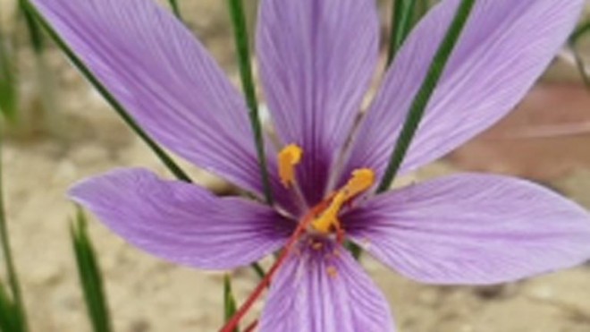 zafferano