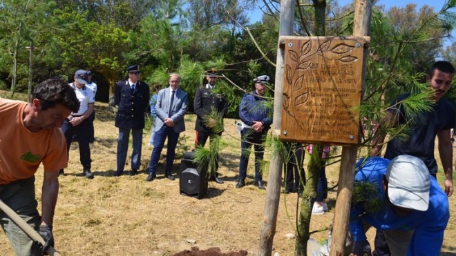 alberi in ricordo della strage di capaci