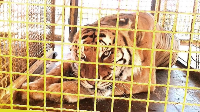 tigre