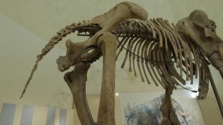 scheletro mammut l'Aquila
