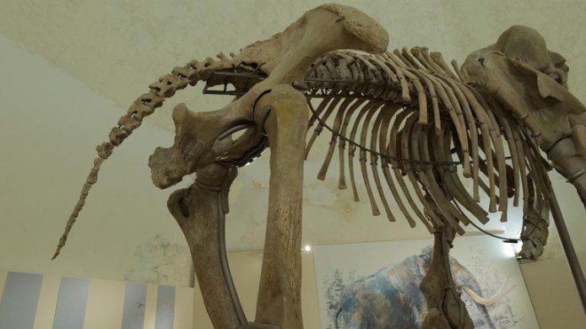 scheletro mammut l'Aquila