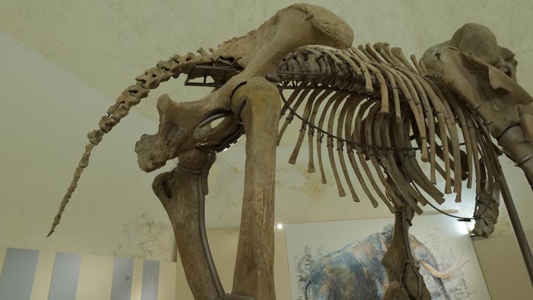 scheletro mammut l'Aquila