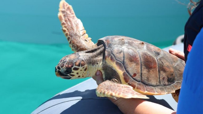 tartaruga