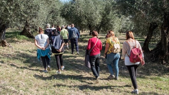 camminata tra gli ulivi