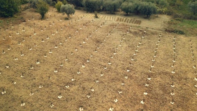 1000 nuove piante a pineto