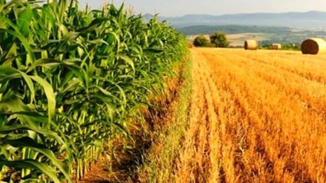 agricoltura