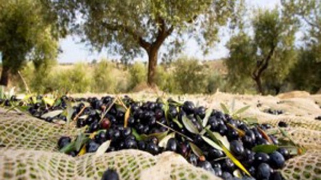 olio e olive