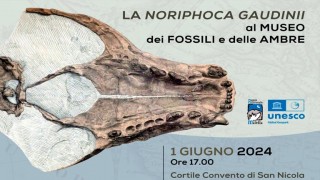 Noriphoca