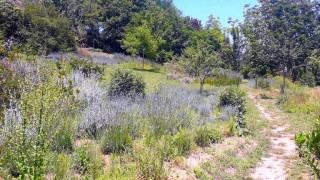 Lavanda a Loreto A.