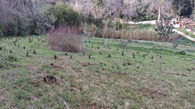 Rimboschimento a Loreto Aprutino