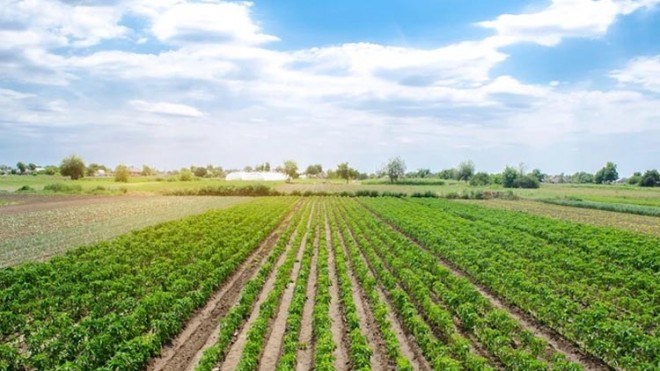 agricoltura