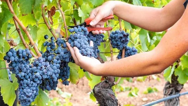 Vendemmia