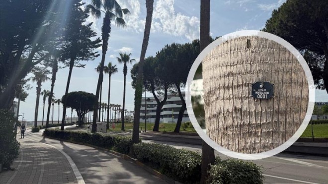 censimento alberi Montesilvano Spiaggia