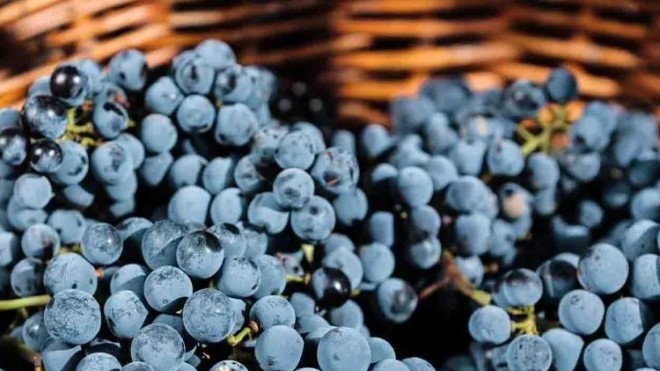 uva vendemmia