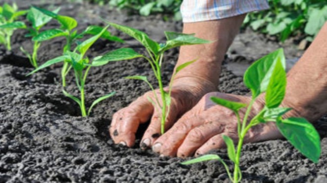 agricoltura