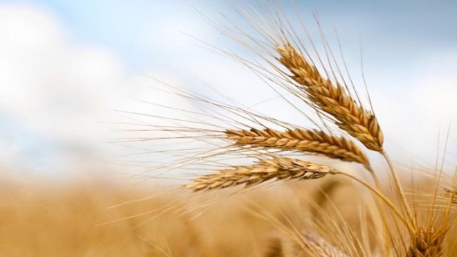 grano