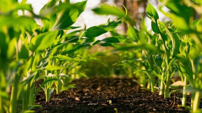 agricoltura