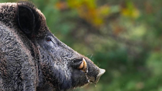 cinghiale