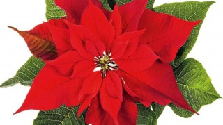 natale solidale