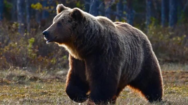 orso