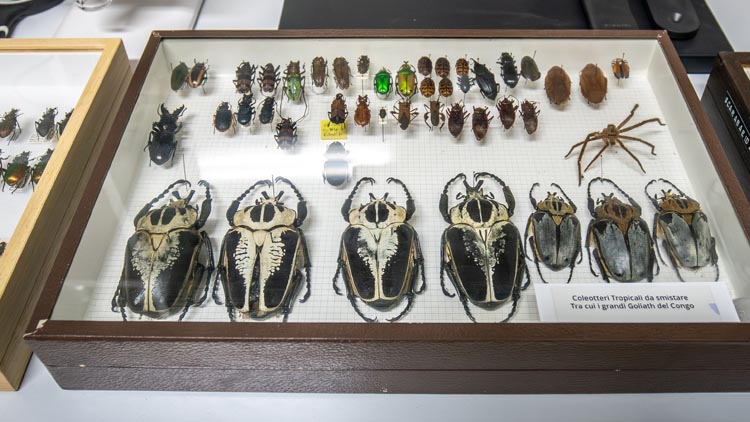 museo insetti ad atessa