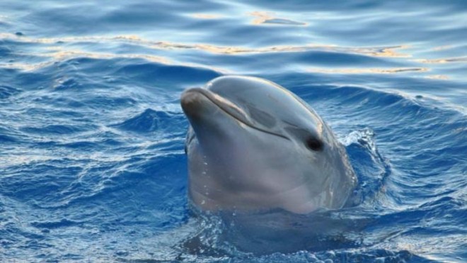 delfino