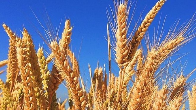 grano