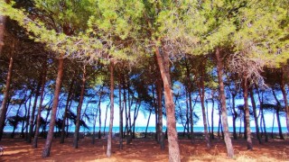 Pineta di Pineto