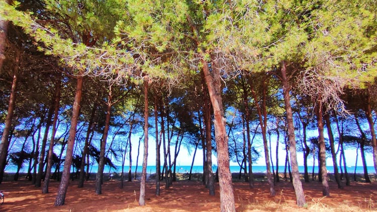 Pineta di Pineto